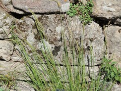 Setaria parviflora