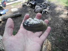 Unionidae