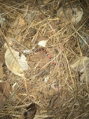 Cemophora coccinea copei