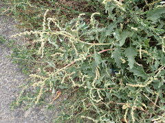 Atriplex tatarica
