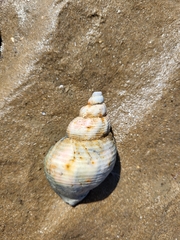Buccinum undatum