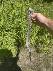 Pantherophis alleghaniensis