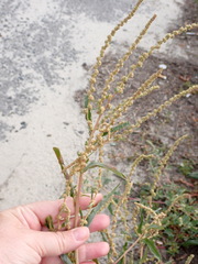 Atriplex tatarica