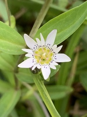 Gentiana douglasiana