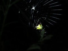 Micrathena decorata