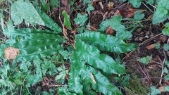 Asplenium scolopendrium