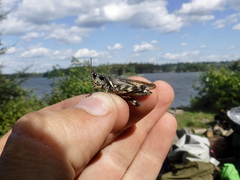 Melanoplus fasciatus