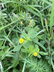 Medicago lupulina