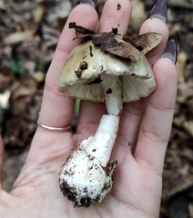 Amanita phalloides