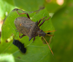 Picromerus bidens