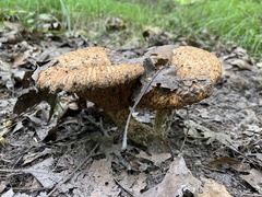 Lactarius psammicola