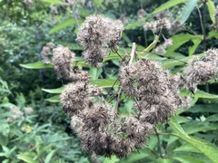 Eutrochium purpureum