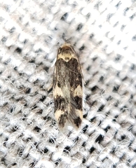 Oegoconia novimundi
