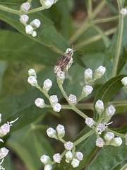 Harmostes fraterculus