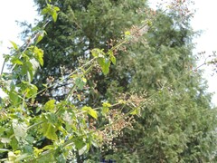 Scrophularia auriculata