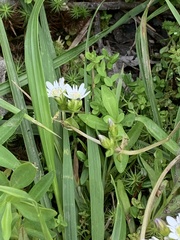Gentiana douglasiana