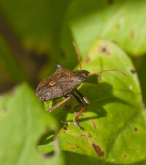 Picromerus bidens