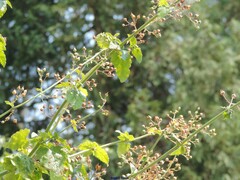 Scrophularia auriculata