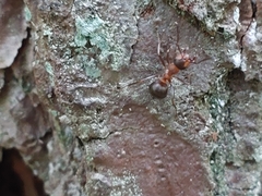 Formica rufa