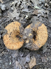 Lactarius psammicola