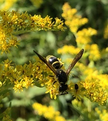 Ancistrocerus