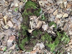 Tetraphis pellucida