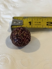 Amphibolips