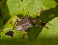 Picromerus bidens