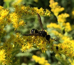 Ancistrocerus