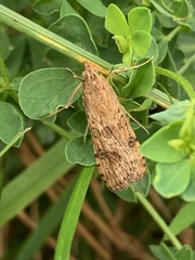 Nomophila nearctica