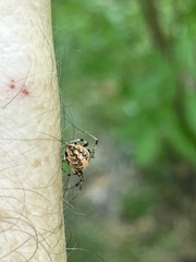 Neoscona arabesca