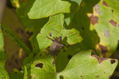 Picromerus bidens