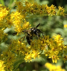 Ancistrocerus