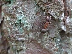 Formica rufa
