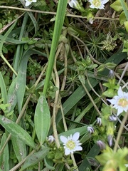 Gentiana douglasiana
