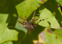 Picromerus bidens