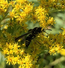 Ancistrocerus