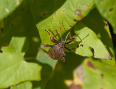 Picromerus bidens