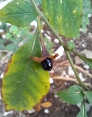 Atropa belladonna