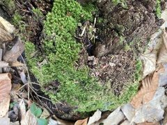 Tetraphis pellucida