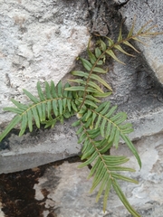 Pteris vittata