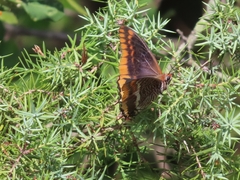 Charaxes jasius