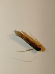 Coleophoridae