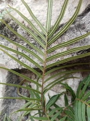 Pteris vittata
