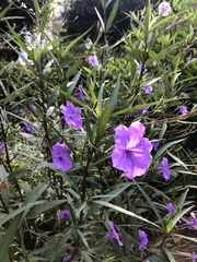 Ruellia