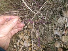 Muraltia dispersa