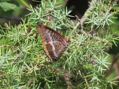 Charaxes jasius