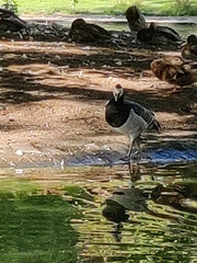Branta leucopsis