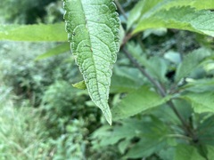 Eutrochium purpureum