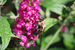 Xylocopa virginica virginica